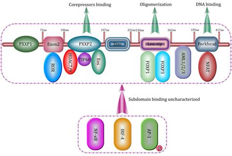 Histone Acetyltransferase Mediated Regulation Of Foxp3 Acetylation And