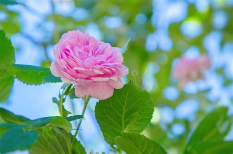 Pink Rose Flower on a Background of Green Leaves and Blue Sky Stock ...