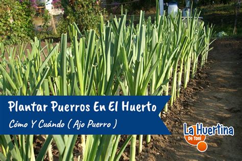 Como Y Cuando Plantar Puerros En El Huerto Ajo Puerro Paso A Paso