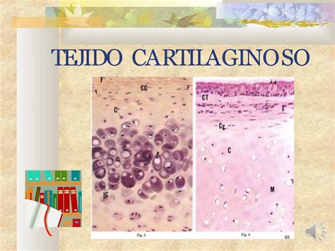 Presentacion Del Tejido Cartilaginoso Y Sus Funciones PPT