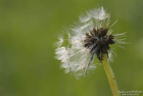 L Wenzahn Taraxacum Officinale Asteraceae Fruchtstand Mit Nur Noch