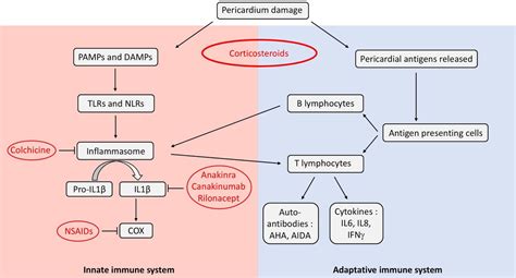 Acute Recurrent Pericarditis From Pathophysiology Towards New