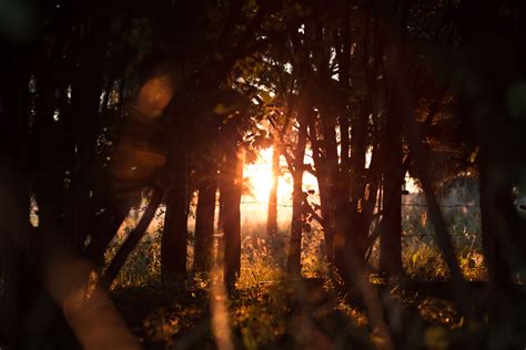 Wallpaper Sunlight Trees Forest Night Nature Grass Sky Plants