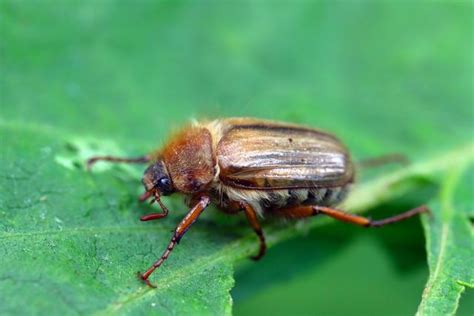 Brown Garden Beetles Uk Fasci Garden