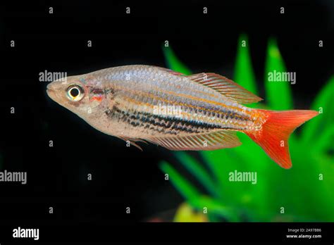 Melanotaenia Splendida Rubrostriatarotgestreifter Regenbogenfisch