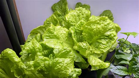 Hydroponic Lettuce At Home (A Complete Growing Guide)