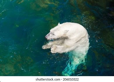 Polar Bear Eating Fish Original Habitat Stock Photo 206010322 ...