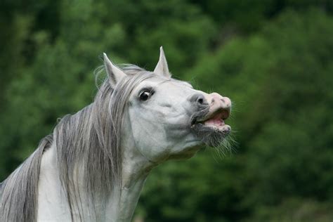 10 symptoms of gastric ulcers in horses you need to be aware of!