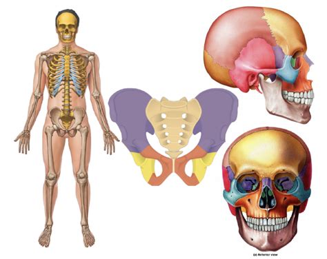 Lecture 3 - (BONE 1) Structure of Skeleton Diagram | Quizlet