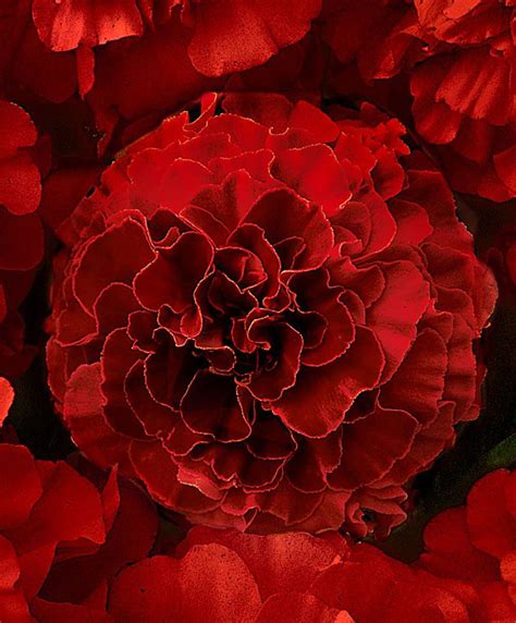 French Marigold Solar Red F1 Hybrid Seeds From Spalding Bulb Beautiful Flowers Red