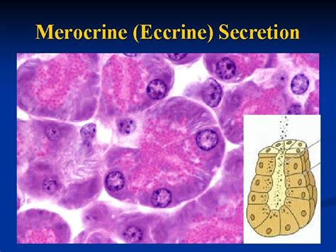 Glandular Epithelial Tissues A General Features Functions 1