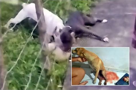 Cadela Brutalmente Atacada Por Pitbulls Gera Revolta Assista Alagoas