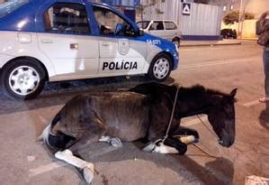 Cavalo vítima de maus tratos é removido de Paquetá Jornal O Globo