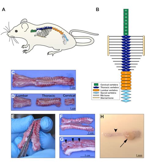 Harvesting DRG From Rat Spine A Procedure To Extract Dorsal Root