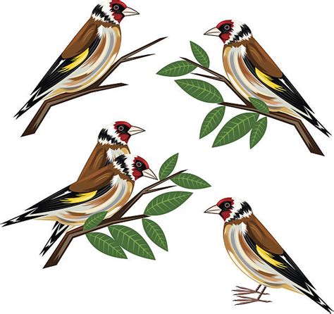 Royalty Free Goldfinch Clip Art Vector Images And Illustrations Istock