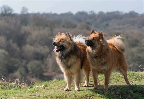 Eurasier Dog Breed Complete Guide - A-Z Animals
