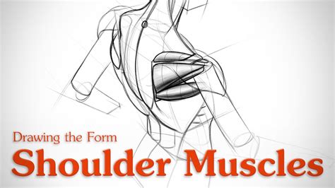 How To Draw Shoulder Muscles Form Youtube