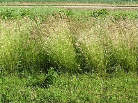 Rows Of Five Year Old Plants Of Meadow Bromegrass On Marginal Crop Land Download Scientific