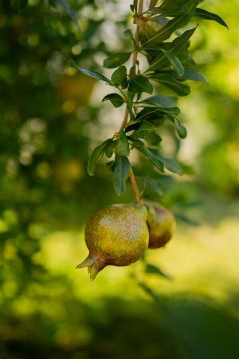 Granaatappelboom Punica Granatum Heijnen Planten Heijnen Planten