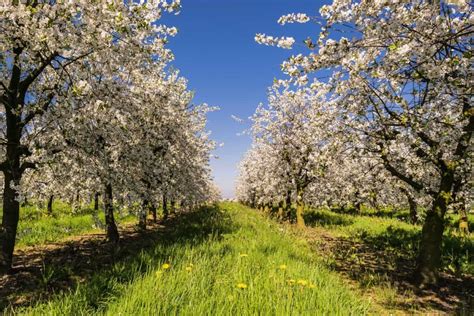 Image Libre Lagriculture Verger Branche Nature Paysage Arbre