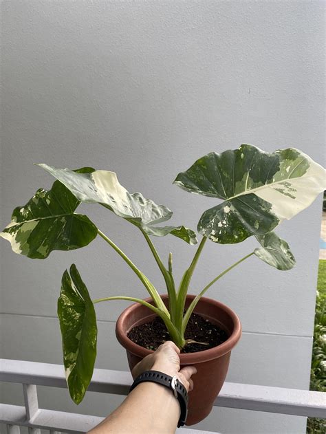 Variegated Alocasia Macrorrhiza Variegata Elephant Ear Furniture