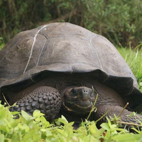 Identifican una nueva especie de tortuga gigante en Galápagos