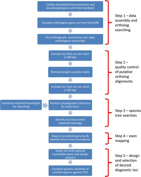 Schematic Flow Chart That Illustrates The Major Steps In The Analytical