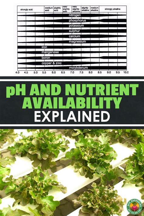 All You Need to Know About pH and Nutrient Availability | Epic Gardening