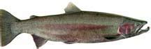 Steelhead trout identification - King County