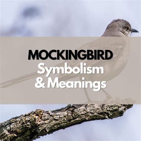 What Does a Mockingbird Symbolize? - Symbol Genie