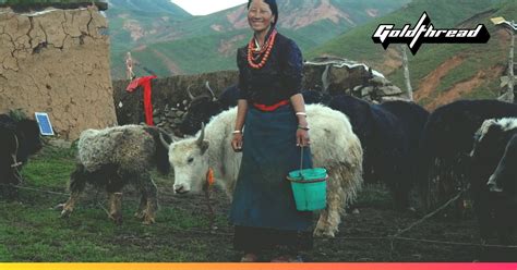 The dying art of making Tibetan yak cheese | Goldthread