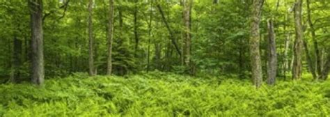 Ferns Blanketing Floor Of Summer Woods Near Old Forge In The Adirondack