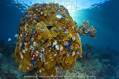 Minden Pictures Christmas Tree Worm Spirobranchus Giganteus Group