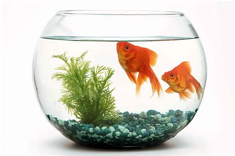 The 6 Most Expensive Pet Fish to Insure and Why - A-Z Animals