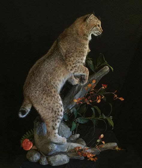 7 Best Bobcat Mounts Images Bobcat Mounts Taxidermy Display Taxidermy