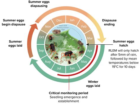 When Will Redlegged Earth Mites Hatch Cesar Australia