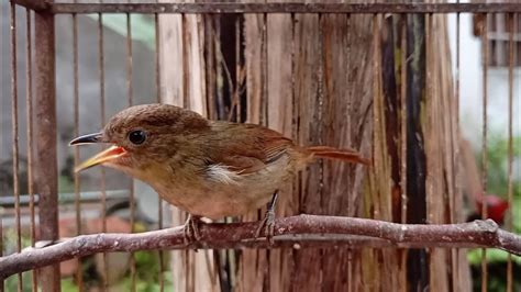 Burung Flamboyan Gacor Masteran Durasi Panjang Suara Jernih Youtube