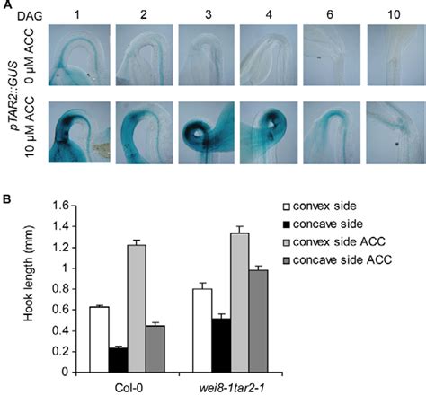 Figure From The Auxin Influx Carriers Aux And Lax Are Involved In