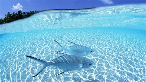 Closeup View Of Two Fishes Underwater Ocean Waves Blue Sky Background ...