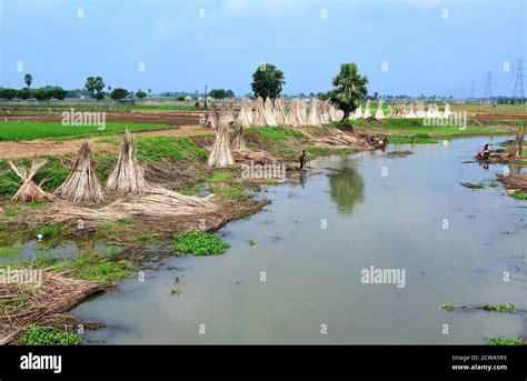 Jute Industry Is One Of The Oldest Industries In West Bengal Nearly 40