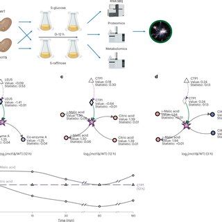 Metaboverse Identifies Signatures Of Mitochondrial Dysfunction From