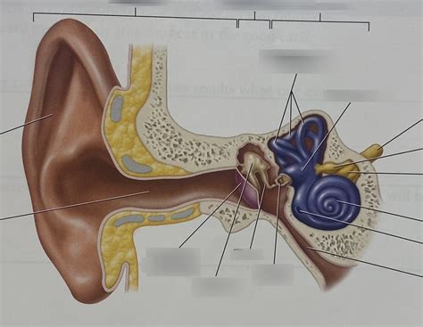 Anatomy Of The Ear Diagram Quizlet