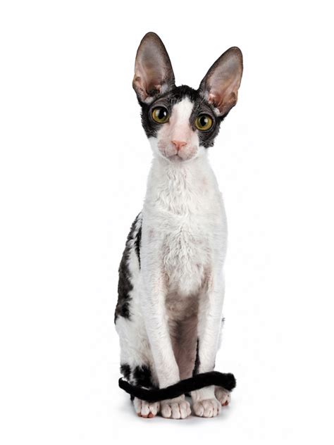 Cornish Rex Catster