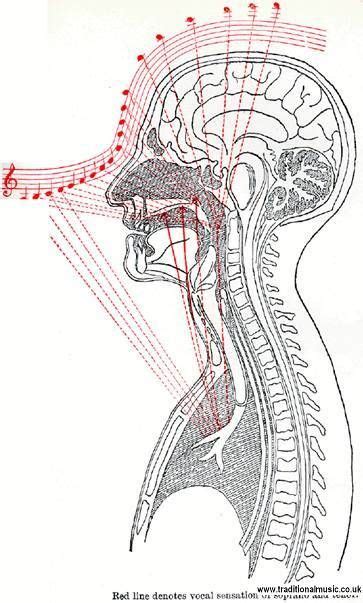 Resonance From Chest Voice To Head Voice For A Soprano Singing Tips