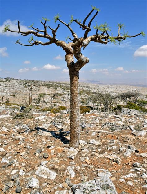 Boswellia Tree (Frankincense Tree) Stock Photo - Image of solitude ...