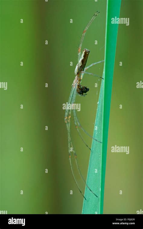 Long Jawed Orb Weaver Spider Tetragnatha Extensa With Prey Hesse