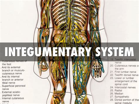 Integumentary System Organs And Functions