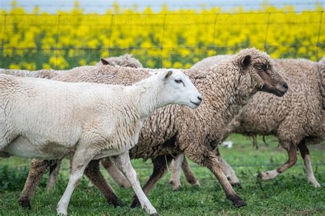 Image Of Flock Of Sheep Walking Through Field Together Austockphoto