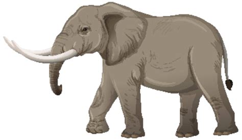 Elefante Adulto Png Images Vetores E Arquivos Psd Download Grátis Em Pngtree