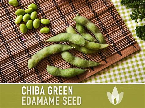 Chiba Green Edamame Seeds Heirloom Seeds Organic Soybean Japanese